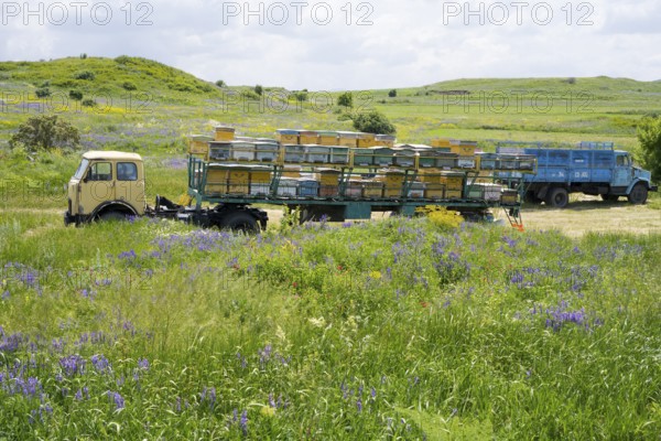 A lorry with a trailer full of beehives stands on a flowering meadow in hilly surroundings, beekeeper, near Fantan, Kotayk province, Kotayk, Armenia