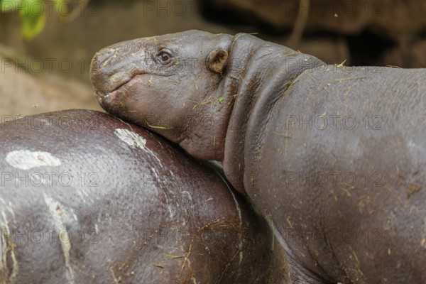 A female pygmy hippopotamus (Choeropsis liberiensis) stands next to its mother. Liberia, West Africa