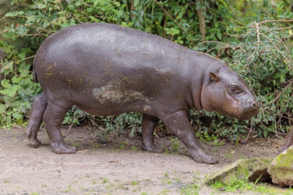 A baby pygmy hippopotamus (Choeropsis liberiensis) stands on a riverbank. Liberia, West-Afrika