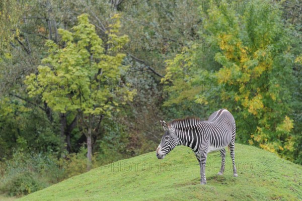 A Grévy's zebra (Equus grevyi) stands in a green meadow in hilly terrain. Botswana