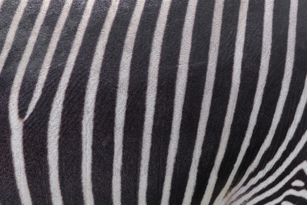 Pattern of a Grévy's zebra (Equus grevyi) fur. Botswana