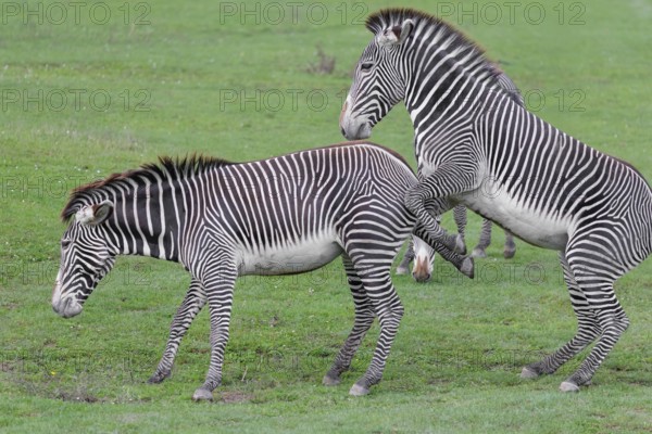 Dominance behaviour between two Grévy's zebras (Equus grevyi). Botswana