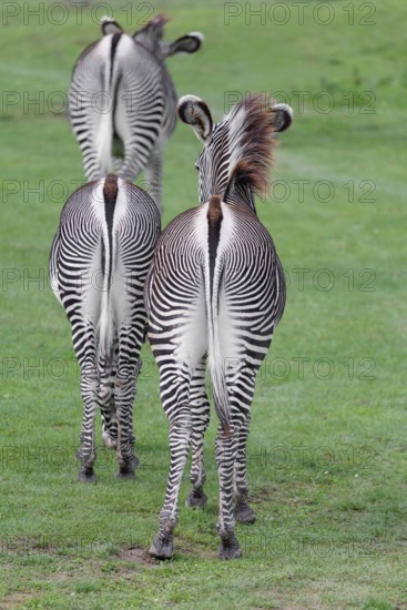 Grévy's zebra (Equus grevyi) seen from behind. Botswana