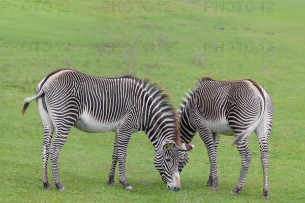 Two Grévy's zebras (Equus grevyi) graze in a green meadow. Botswana