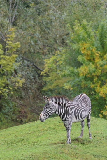 A Grévy's zebra (Equus grevyi) stands in a green meadow in hilly terrain. Botswana