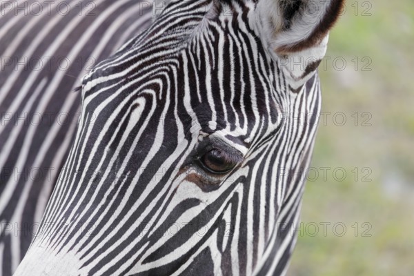 Portrait of a Grévy's zebra (Equus grevyi). Botswana