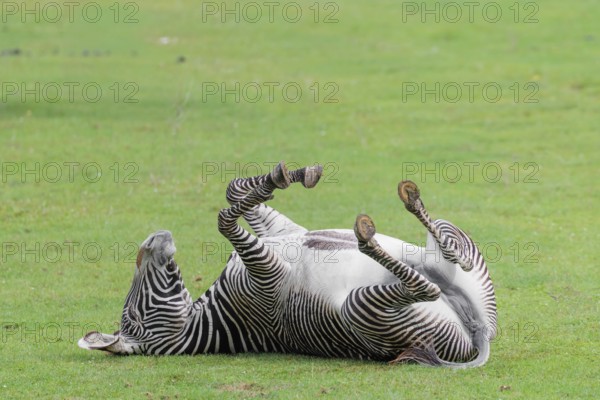 A Grévy's zebra (Equus grevyi) rolls around on a green meadow. Botswana
