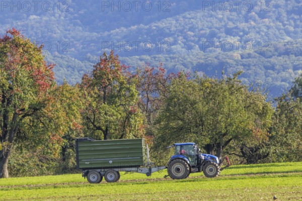 Field work in autumn. A farmer with his tractor in front of the landscape of the Swabian Alb. Kirchheim unter Teck, Baden-Württemberg, Germany