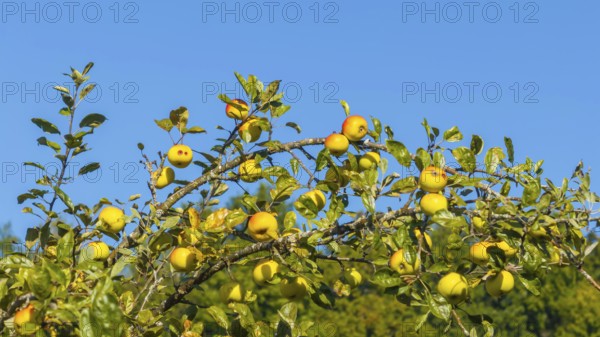 Branch with ripe apples. Orchard in autumn near Jesingen. Kirchheim unter Teck, Baden-Württemberg, Germany