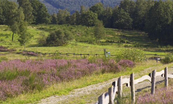 Colourful path along a summer pasture with blooming flowers and an old wooden fence surrounded by trees. Heaths and rough grassland nature reserve near Trupbach, Siegen