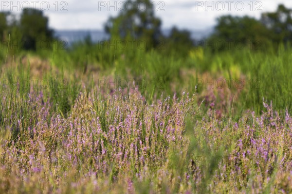 Close-up of purple heather flowers amidst tall grasses and blurred background. NSG heaths and rough grassland near Trupbach, Siegen