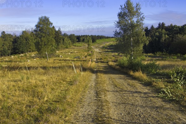 A rural path leads through a wide landscape with trees and meadows. Heaths and rough grassland nature reserve near Trupbach, Siegen
