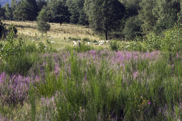 Purple flowering heather against a background of trees and meadows, NSG Heiden und Magerrasen near Trupbach, Siegen
