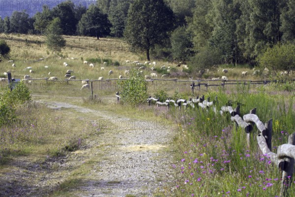 A path along a meadow with grazing sheep (Ovis) and a fence, NSG Heiden und Magerrasen near Trupbach, Siegen