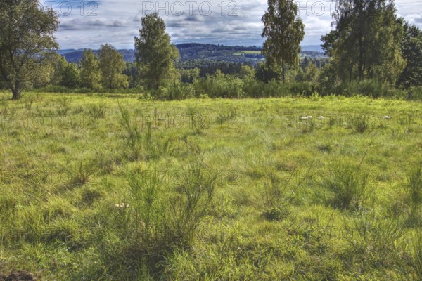 Green meadow with trees and cloudy sky, view of hills in the distance. Heaths and rough grassland nature reserve near Trupbach, Siegen