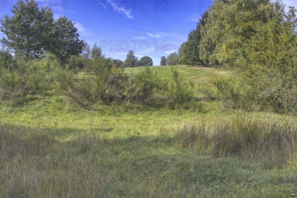Green meadow with trees under a blue sky, peaceful rural surroundings. Heaths and rough grassland nature reserve near Trupbach, Siegen