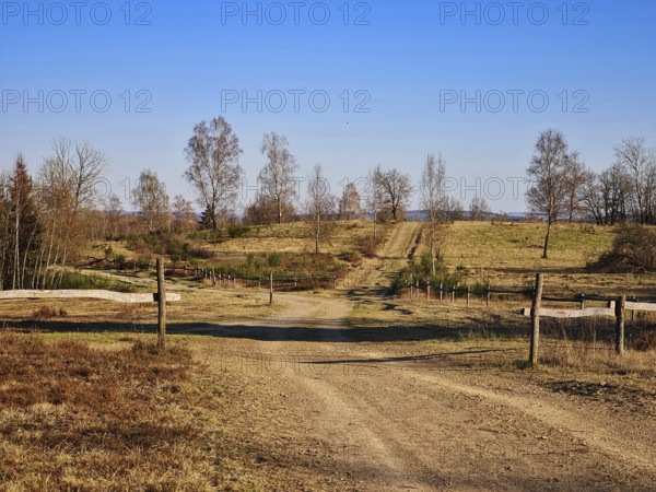 Dry field path with trees on the sides under a clear blue sky. NSG heaths and rough grassland near Trupbach, Siegen