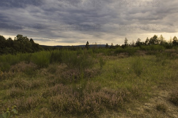 Widespread heathland with a cloudy sky, creating a peaceful atmosphere. Heath and rough grassland nature reserve near Trupbach, Siegen