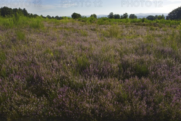 Vast heathland with purple flowers and green grass under a clear sky, heaths and rough grassland nature reserve near Trupbach, Siegen