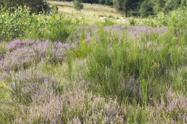 Green and purple heather spreads across a meadow. Heath and rough grassland nature reserve near Trupbach, Siegen