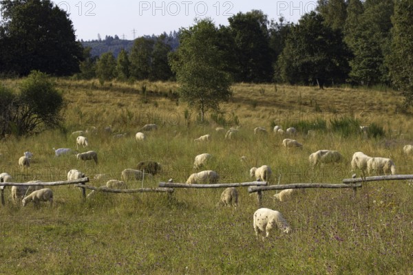 Several sheep (Ovis) graze peacefully on a large meadow with trees. Heaths and rough grassland nature reserve near Trupbach, Siegen