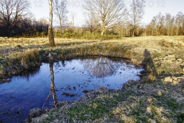 Small pond with water reflection in a meadow landscape with trees. NSG heaths and rough grassland near Trupbach, Siegen