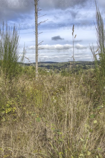 Tall grasses with a view of a hill under a cloudy sky. NSG heaths and rough grassland near Trupbach, Siegen