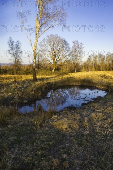 Clear sky over a small pond in an autumn landscape with trees. NSG heaths and rough grassland near Trupbach, Siegen