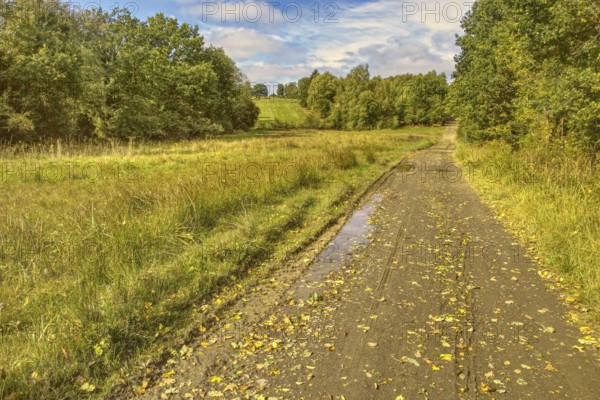 Field path with puddles along a green meadow with trees. NSG heaths and rough grassland near Trupbach, Siegen
