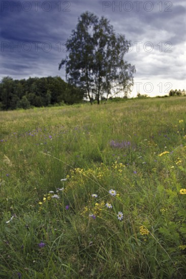 Colourful flower meadow with a solitary tree under a threatening sky. NSG heaths and rough grassland near Trupbach, Siegen