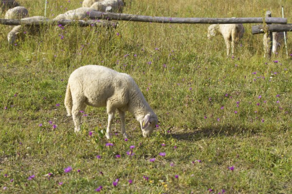 A single sheep (Ovis) eats grass on a colourful meadow with flowers. Heaths and rough grassland nature reserve near Trupbach, Siegen