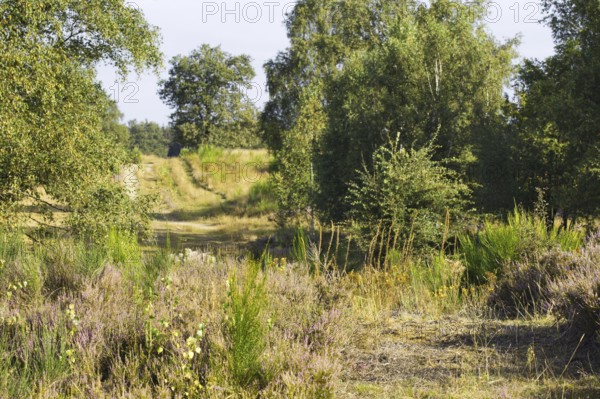 A rural path surrounded by bushes and trees on a sunny day. Heaths and rough grassland nature reserve near Trupbach, Siegen
