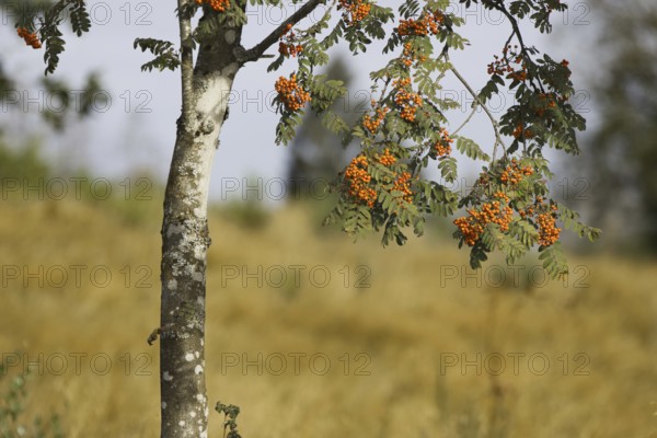 A branch with rowan berries hangs from a tree in front of a golden meadow. Heaths and rough grassland nature reserve near Trupbach, Siegen