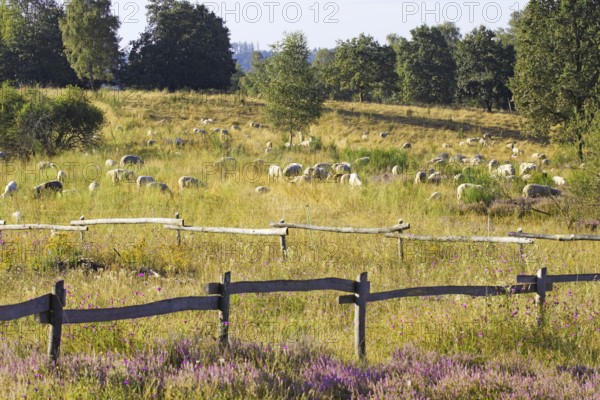 Sheep (Ovis) graze in a meadow with trees and a fence in the foreground. NSG heaths and rough grassland near Trupbach, Siegen