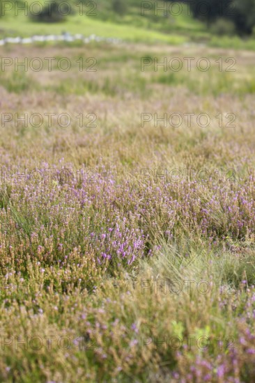 Meadow full of purple flowering heather and surrounded by tall grasses. Heath and rough grassland nature reserve near Trupbach, Siegen