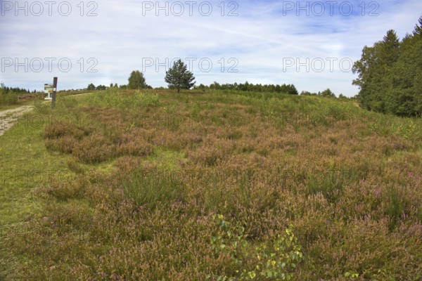 Extensive heathland with brown flowers under a blue sky, surrounded by trees. Heath and rough grassland nature reserve near Trupbach, Siegen