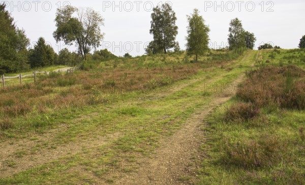 A dusty path winds its way through a heath with brown flowers and scattered trees. Heath and rough grassland nature reserve near Trupbach, Siegen