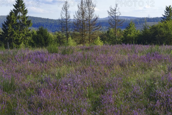 Blooming heath with purple flowers, surrounded by forest and views of distant mountains. Heath and rough grassland nature reserve near Trupbach, Siegen