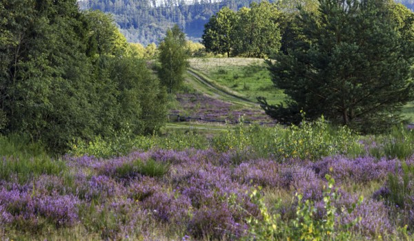 A path leads through a green landscape with purple flowering heath and surrounding forest. Heath and rough grassland nature reserve near Trupbach, Siegen