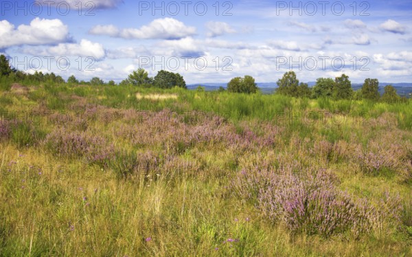Extensive heathland with purple flowers under a blue sky and surrounding trees. Heath and rough grassland nature reserve near Trupbach, Siegen