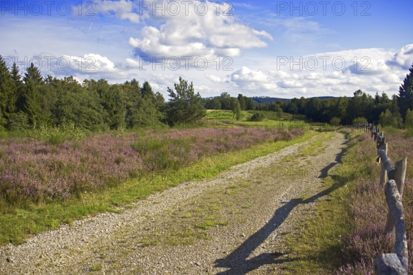 A dirt track leads through a purple flowering heath landscape with trees and a blue sky. Heath and rough grassland nature reserve near Trupbach, Siegen