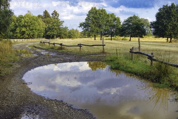 Path with puddles reflecting the sky, lined with trees and a wooden fence. Clouds in the sky. Heaths and rough grassland nature reserve near Trupbach, Siegen