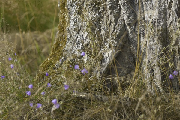 Close-up of the tree trunk with purple flowers and grass in the foreground. NSG heaths and rough grassland near Trupbach, Siegen