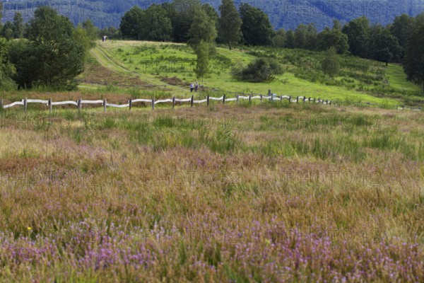 Green hills and meadows with purple heather flowers, along a fenced landscape. Heaths and rough grassland nature reserve near Trupbach, Siegen