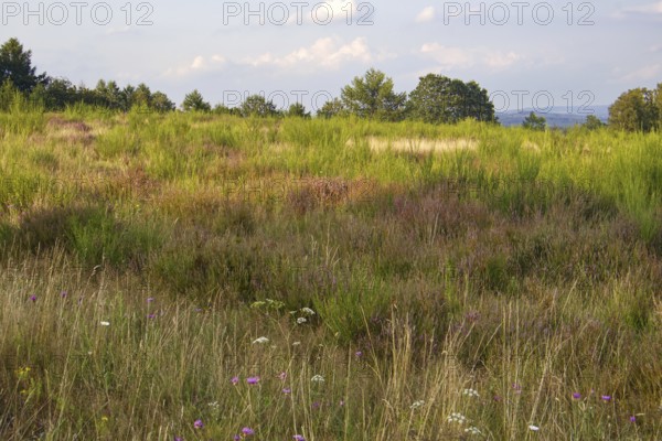 Summer meadow with colourful wildflowers under a clear sky, natural colours dominate the scene. Heath and rough grassland nature reserve near Trupbach, Siegen