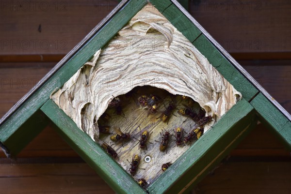 European hornets, hornets, (Vespa crabro) build nest in May box, Schleswig-Holstein, Germany