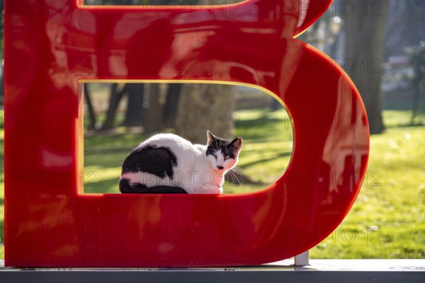 Cat resting in the letter B of the Istanbul lettering in Gülhane Park in Istanbul, Turkey