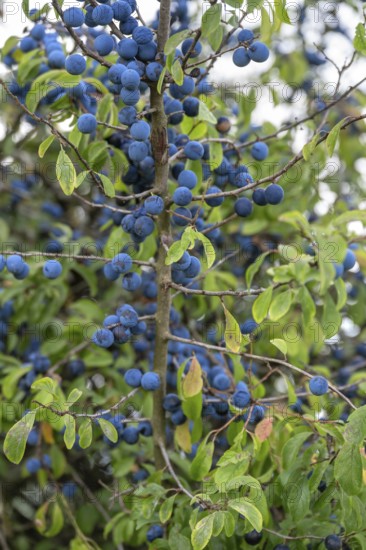 Ripe sloes (Prunus spinosa) on a bush, Bavaria, Germany