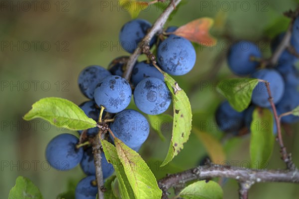 Ripe sloes (Prunus spinosa) on a bush, close up, Bavaria, Germany
