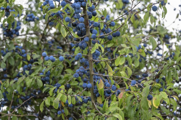 Ripe sloes (Prunus spinosa) on a bush, Bavaria, Germany